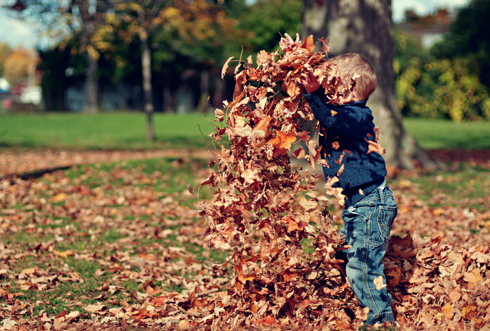 a young boy playing with dried leaves | image credit: Scott Webb via Unsplash.com